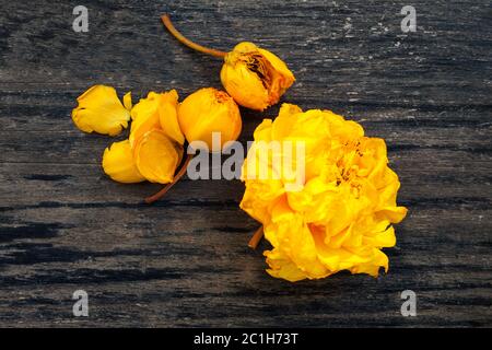 Coton soie Fleurs arbre jaune Banque D'Images