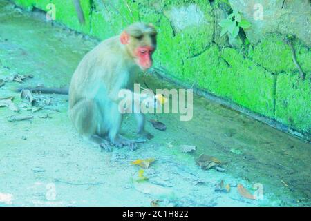 Rhésus Macaque Monkeys en forêt Banque D'Images