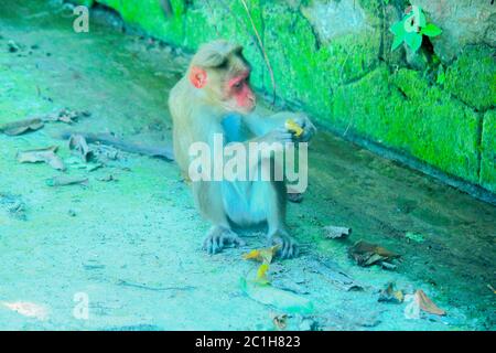 Rhésus Macaque Monkeys en forêt Banque D'Images