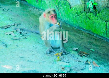 Rhésus Macaque Monkeys en forêt Banque D'Images