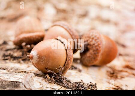 acorn en gros plan Banque D'Images