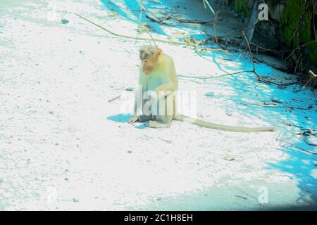 Rhésus Macaque Monkeys en forêt Banque D'Images