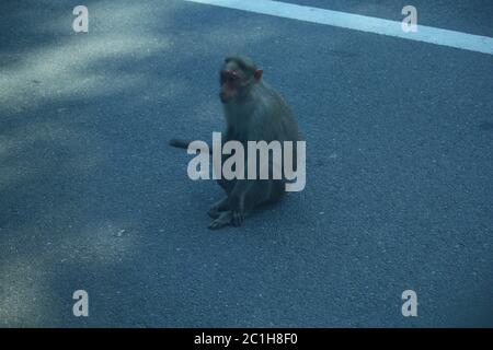 Rhésus Macaque Monkeys en forêt Banque D'Images