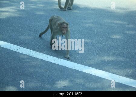 Rhésus Macaque Monkeys en forêt Banque D'Images