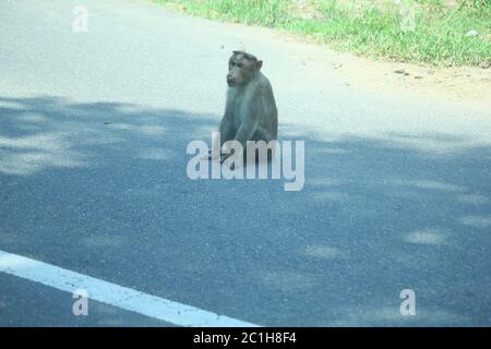 Rhésus Macaque Monkeys en forêt Banque D'Images