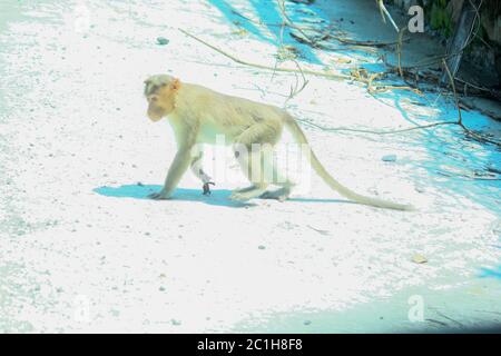 Rhésus Macaque Monkeys en forêt Banque D'Images