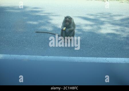 Rhésus Macaque Monkeys en forêt Banque D'Images