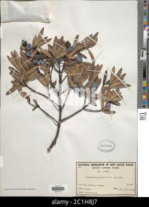 Podocarpus elatus Podocarpus elatus. Banque D'Images