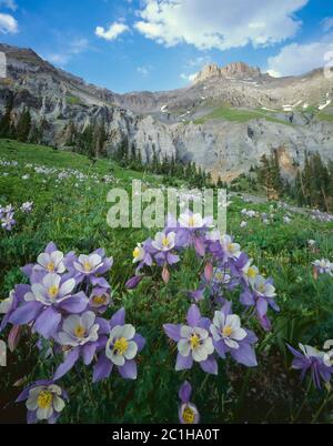 Uncompahgre National Forest CO / JUILLET UN pré de Blue Columbine sous le vent et l'eau sculptés montagnes entourant Yankee Boy Basin. Banque D'Images