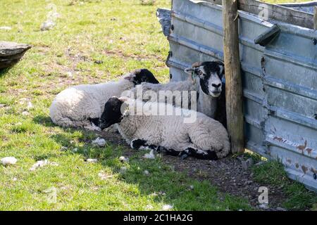 Potter Fell est une chute près des villages de Burneside et Staveley, Cumbria, Angleterre. Un certain nombre de tarnes sont présentes sur la chute, y compris les Gurnal Dubs Banque D'Images