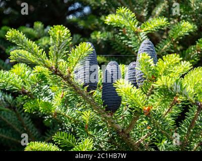 Cônes d'un sapin coréen Abies koreana Banque D'Images