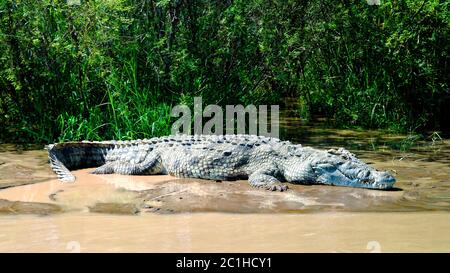 Le crocodile du Nil dans le lac Chamo, le parc national de Nechisar, Ethiopie Banque D'Images