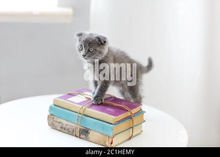 Adorable chaton écossais gris assis sur la pile de livres dans le salon Banque D'Images