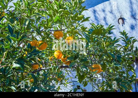 Verger dans la cour de la maison de campagne, citrus avec des fruits orange, oranges ou mandarines. Jour, temps ensoleillé, personne. Banque D'Images