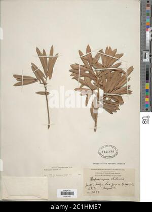 Podocarpus elatus Podocarpus elatus. Banque D'Images