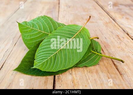 Feuilles de kratom fraîches. Banque D'Images