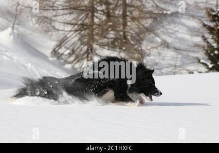 chien Banque D'Images