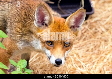 Renard roux européen (Vulpes vulpes crucigera) repéré dans mon jardin - Londres, Royaume-Uni Banque D'Images