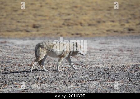 Loup tibétain, Canis lupus filchneri, Sikkim, Inde Banque D'Images