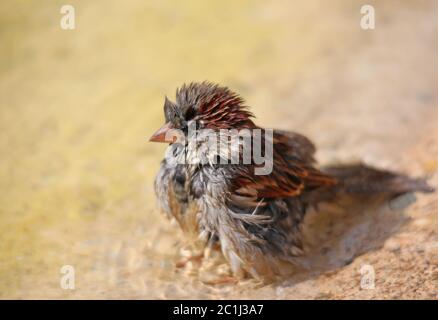 Haussperling Passer domesticus baigne dans le sol Banque D'Images