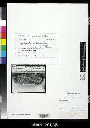 Parmelia exillima Elix Parmelia exillima Elix. Banque D'Images