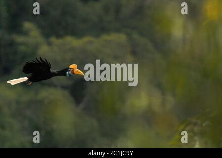 Une femelle Sulawesi de charme ridé (Rhyticeros cassidix) volant au-dessus de la canopée tropicale dans la forêt tropicale au nord de Sulawesi, Indonésie. Banque D'Images