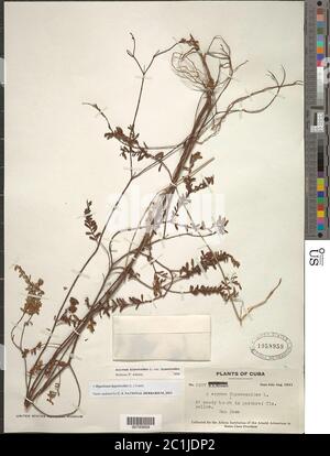 Hypericum hypericoides L Crantz Hypericum hypericoides L Crantz. Banque D'Images