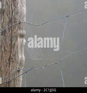 toile d'araignée sur la clôture métallique Banque D'Images