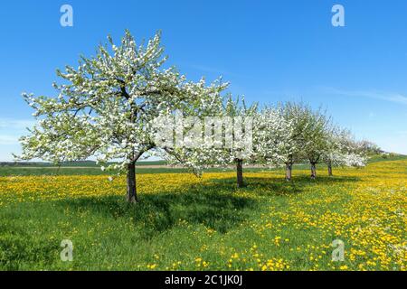 Plusieurs pommiers en fleurs diagonalement dans une rangée sur un pré de fleurs au printemps Banque D'Images