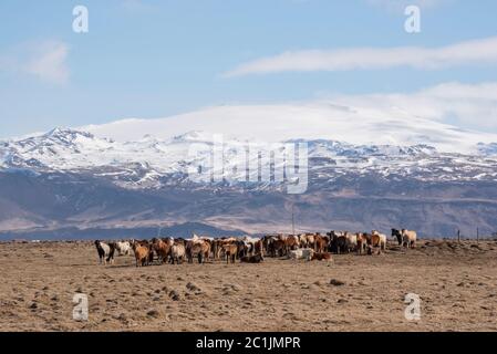 Grand troupeau de chevaux islandais, avec Eyjafjallajökull volcan en arrière-plan, sud de l'Islande Banque D'Images