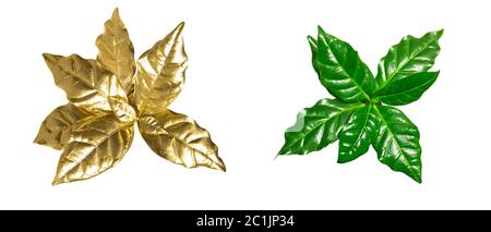 Feuilles de café dorées et vertes isolées sur fond blanc. Plante de café naturelle : verte et dorée Banque D'Images