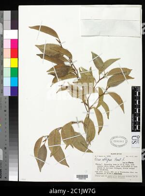 Ficus obliqua G Forst Ficus obliqua G. Forst. Banque D'Images