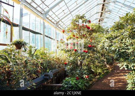 Serre tropicale avec plantes à fleurs à feuilles persistantes, azalées en fleurs par beau soleil, à l'intérieur. Plantes exotiques dans la vieille garde botanique Banque D'Images