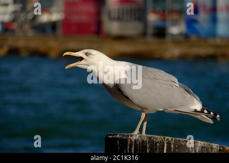 Recherche de mouettes Banque D'Images