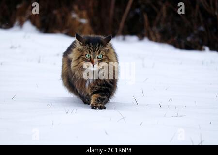 Un joli jeune chat forestier norvégien chasse dans la neige Banque D'Images