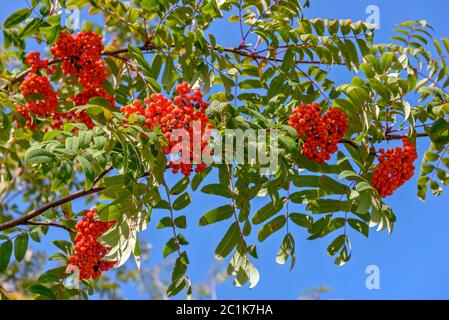 Les baies mûres rowan Banque D'Images