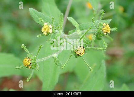 Sigesbeckiaorientalis3.jpg Sigesbeckia orientalis L. Banque D'Images