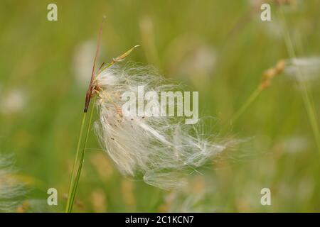 Macro d'un Eriophorum (coton-herbe ou coton-herbe) Banque D'Images