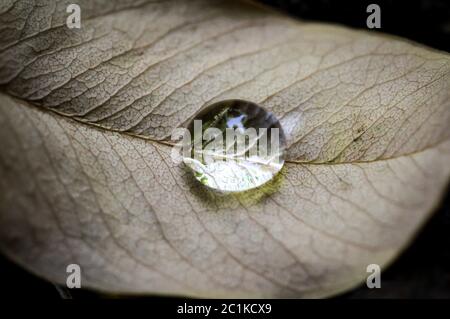 Goutte de rosée sur une feuille d'essayer Banque D'Images