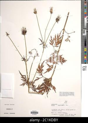 COSMOS bipinnatus bipinnatus bipinnatus. Banque D'Images