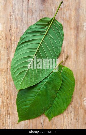 Feuilles de kratom fraîches. Banque D'Images