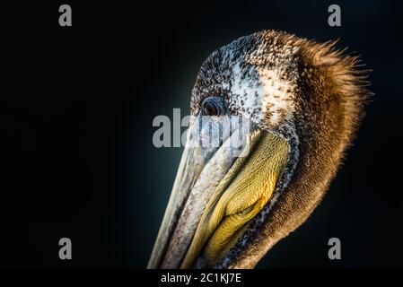 Portrait Pelican brun sur noir Banque D'Images