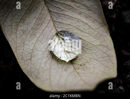 Goutte de rosée sur une feuille d'essayer Banque D'Images