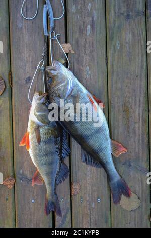 Deux poissons perchés sur un crochet sur une jetée en bois, au sol. Banque D'Images