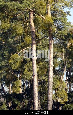 Mistletoe Viscum album on Pines Pinus sylvestris Banque D'Images