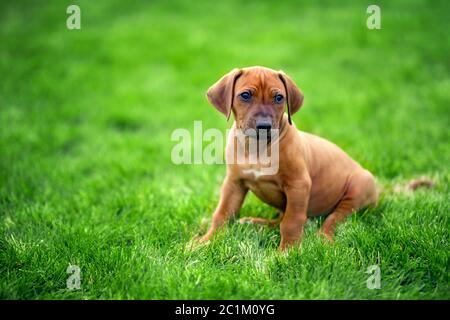 Le Rhodesian Ridgeback puppy sitting on Green grass Banque D'Images