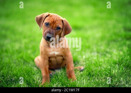Le Rhodesian Ridgeback puppy sitting on Green grass Banque D'Images