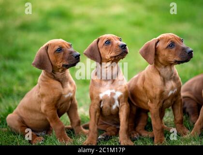 Chiots de ridreback de Rhodésie assis sur l'herbe verte en attente de gâteries Banque D'Images