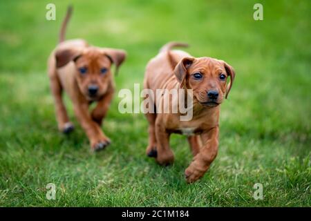 Ridbacback de Rhodésie chiots fonctionnant sur l'herbe verte Banque D'Images