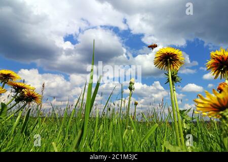 Une abeille approchant d'un pissenlit fleuri dans un pré sous un ciel bleu-blanc Banque D'Images
